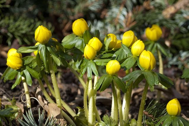 Winter aconites